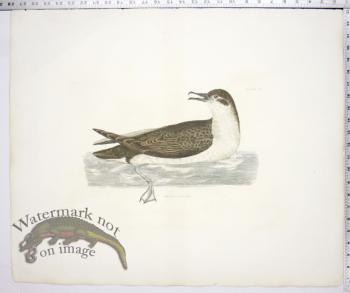 Mank's Petrel